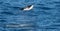 Playful, jumping black dolphin (Lagernohynchus obscurus) in the open sea