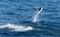 Playful, jumping black dolphin (Lagernohynchus obscurus) in the open sea