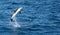 Playful, jumping black dolphin (Lagernohynchus obscurus) in the open sea