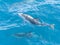 Playful, jumping black dolphin (Lagernohynchus obscurus) in the open sea