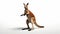 Playful kangaroo photo realistic illustration - Generative AI.