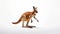 Playful kangaroo photo realistic illustration - Generative AI.