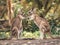 Playful Kangaroos in Natural Habitat