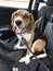 Playful, Kind, and Adorable Tricolored Beagle Puppy Waiting to Play