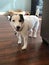 Playful, Kind, and Adorable White and Black Jack Russel Terrier