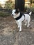 Playful, Kind, and Adorable White and Black Jack Russel Terrier
