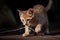 playful kitten with ball of string, chasing and pouncing on its prey