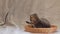 Playful kitten in a basket. Gray spotted with brown kitten on the sofa