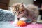 playful kitten, batting and pouncing on fuzzy toy