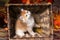 Playful kitten   breed British shorthair  in a basket on a background of autumn leaves