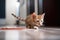 playful kitten chasing feather on the floor