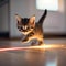 A playful kitten chasing a laser pointer, with its tail twitching2