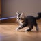 A playful kitten chasing a laser pointer, with its tail twitching5