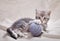 Playful kitten with gray ball