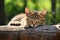 Playful kitten lounging and resting outdoors in a charming and delightful setting
