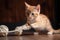 playful kitten pouncing on ball of yarn