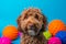 Playful Labradoodle Puppy in a Vibrant Studio Setting.