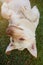 Playful labrador dog on grass