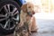 Playful labrador dog sit with ball