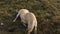 Playful labrador puppy dog learn how to dig a whole