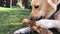 Playful labrador puppy on the grass nibbles a stick.