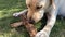 Playful labrador puppy on the grass nibbles a stick.