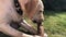 Playful labrador puppy on the grass nibbles a stick.