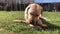 Playful labrador puppy on the grass nibbles a stick.