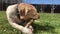 Playful labrador puppy on the grass nibbles a stick.