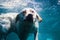 Playful labrador puppy in swimming sea has fun - dog jump and dive underwater to retrieve shell. Training and active games with fa