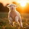 Playful Leap: A Fluffy Baby Lamb in Golden Meadows