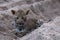 Playful leopard cub playing in the sand at Sabi Sands safari park, Kruger, South Africa