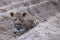 Playful leopard cub playing in the sand at Sabi Sands safari park, Kruger, South Africa