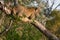 Playful leopard cub in a tree