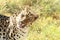 A Playful Leopard - Leopard