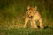 Playful lion cub changes direction on grass