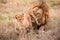 Playful Lion and The Cub Family Kenyan African portrait on savanna landscape in the Maasai Mara National Reserve Park Narok