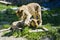 Playful Lion Cubs