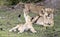 Playful lion cubs annoy mother in Botswana