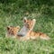 Playful lion cubs in the Masai Mara