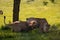 Playful lions Panthera leo playing and chasing each other under a tree