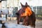 A playful little foal looks at us from the aviary