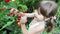 Playful Little Girl Picking Cherries