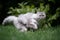 playful longhair cat running fast on green meadow outdoors