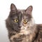 Playful look long haired gray cat white background.