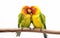 Playful Lovebird Affection on White Background