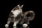 Playful Maine Coon Cat Looks at his Tail, Black