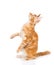 Playful maine coon cat standing on hind legs in profile and look