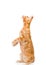 Playful maine coon cat standing on hind legs in side view and lo