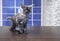 Playful Maine Coon sits in on a wooden table